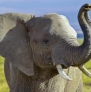 Why Don’t Elephants Get Cancer? - Sperling Prostate Center