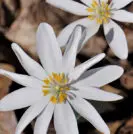 Sanguinaria (bloodroot) prostate cancer cure