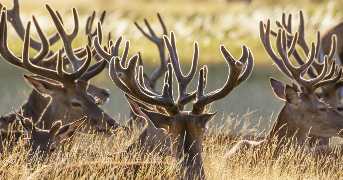 How genes in deer antlers could 'switch off' deadly tumours