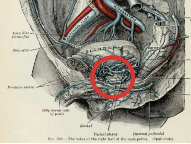 prostatic dorsal venous-complex diagram