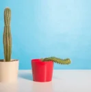 Slouching cactus symbolizing erectile dysfunction