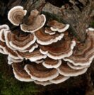 Turkey tail mushrooms in cancer treatment