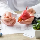 Doctor holding model of prostate