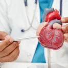 Doctor holding 3D model of the heart
