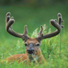 Deer Antler Velvet - Sperling Prostate Center